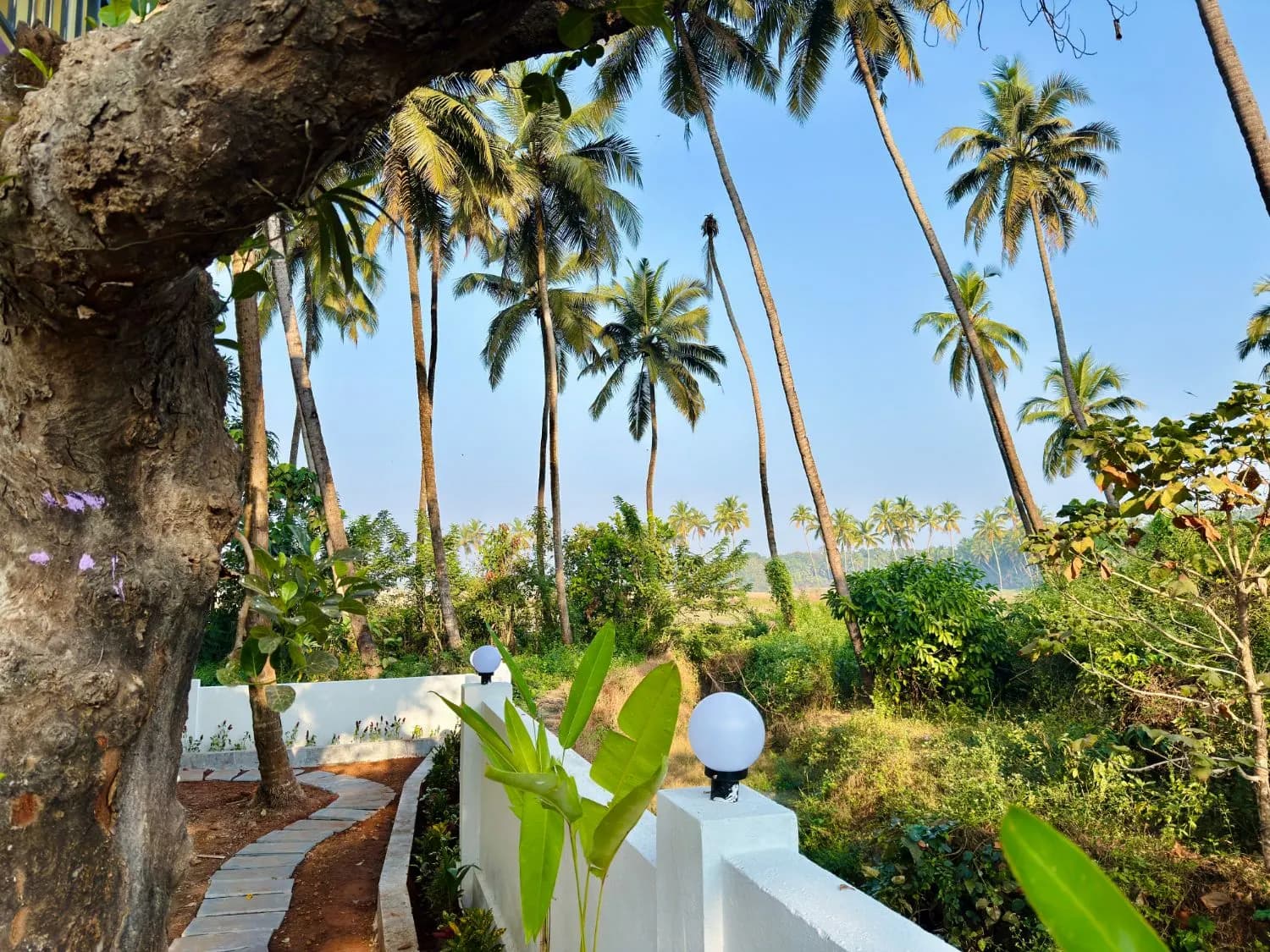 Garden path and boundary wall with tall palm trees at the guest house