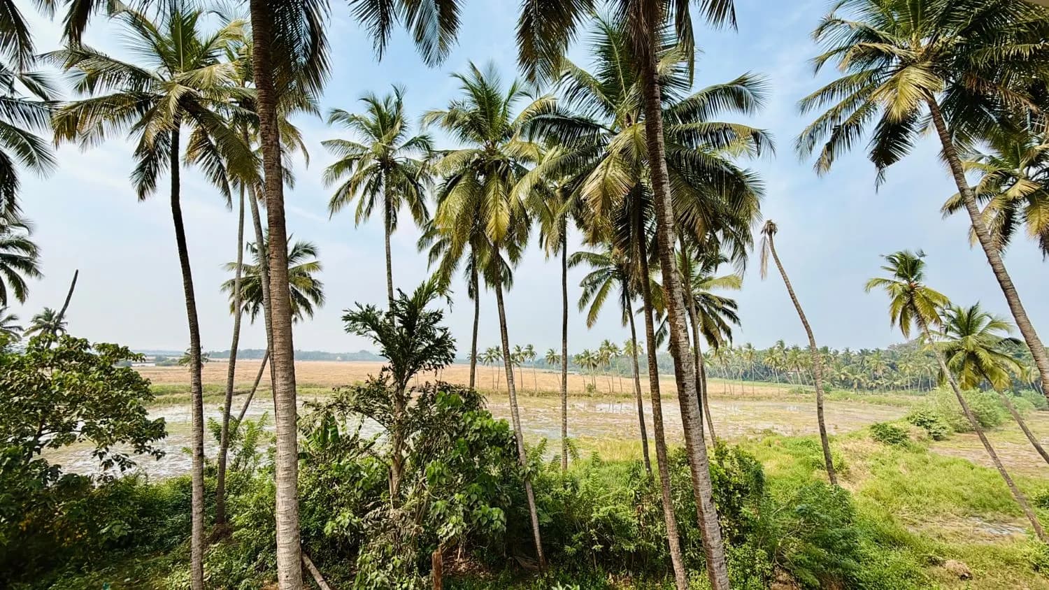 Coconut palms and green fields around Sadanand Guest House, Goa