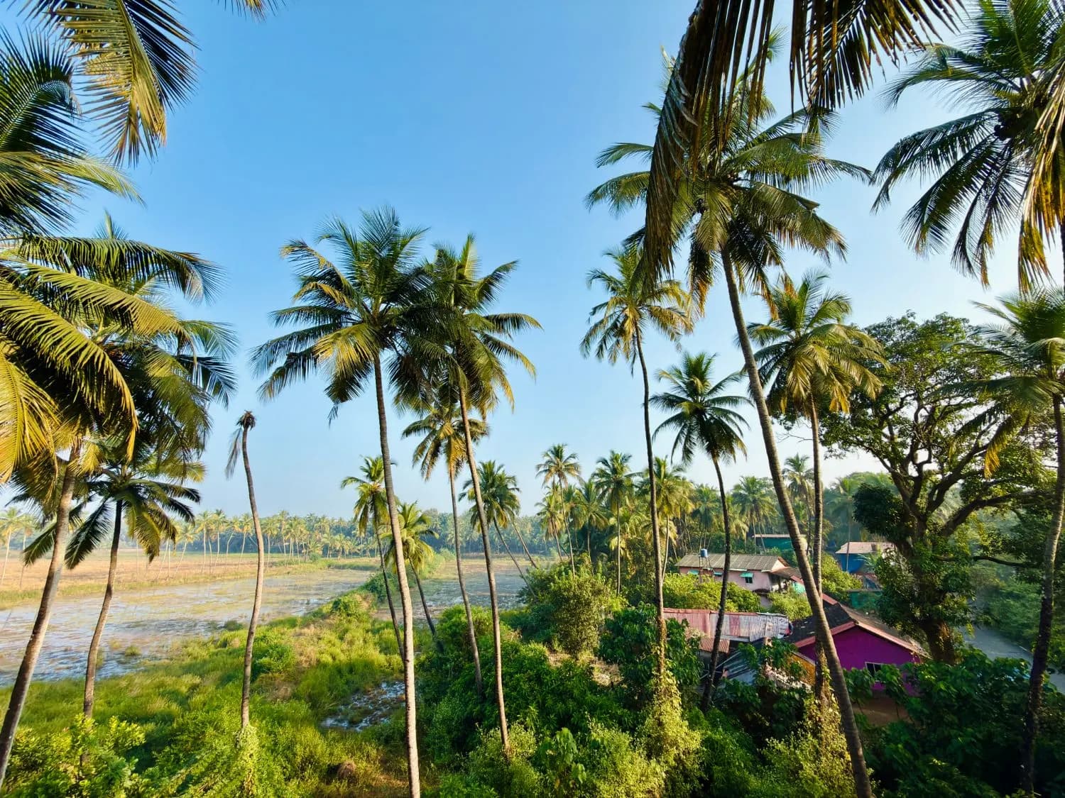Palm trees, paddy fields and village homes near the guest house